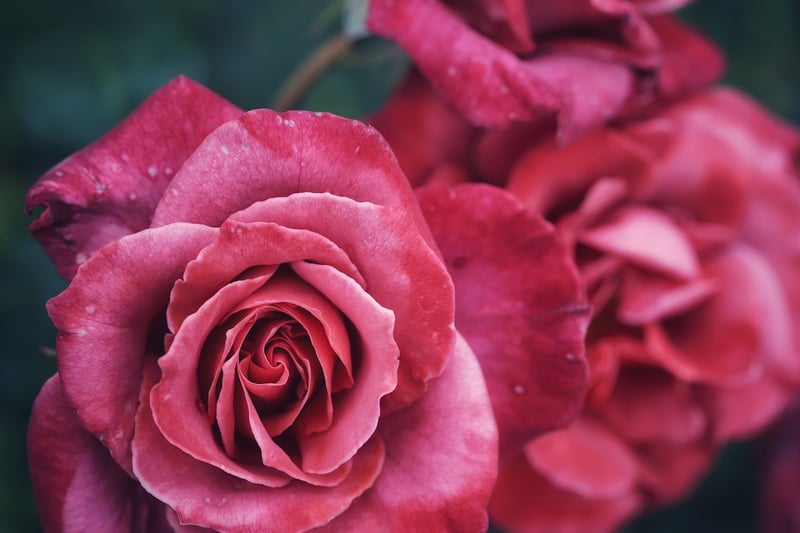 Romantic Garden Rose