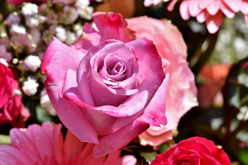 Rose Garden Romance